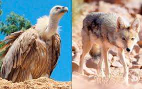 Algérie (Biodiversité) - Aigles, chacals, vautours... Les derniers souffles de la faune sauvage