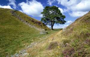 Planète (Europe) - Angleterre: Quatre ans de prison pour les deux hommes qui ont détruit l’arbre le plus célèbre du pays
