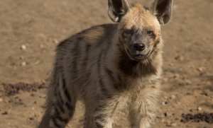 غليزان: العثور على حيوان  الضبع المخطط  نافقا