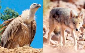 Algérie (Biodiversité) - Aigles, chacals, vautours... Les derniers souffles de la faune sauvage