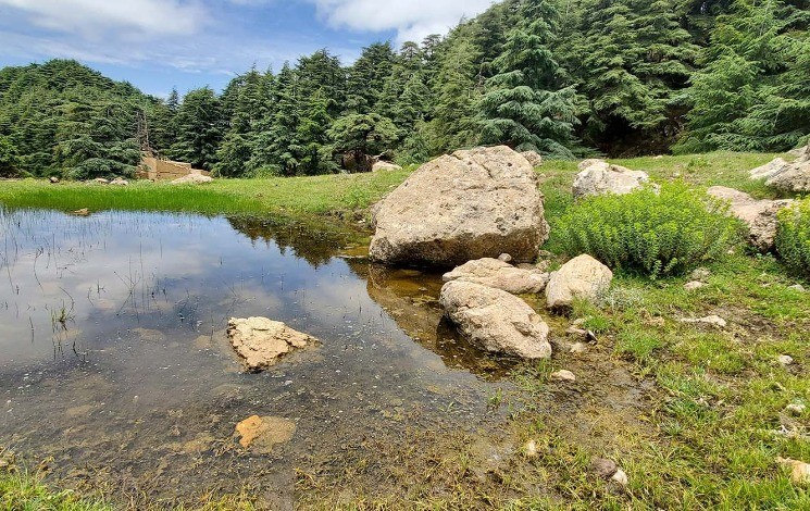 Algérie - Pris en étau entre incendies, hommes et sécheresse, Cèdre de l’Atlas: une mémoire verte menacée