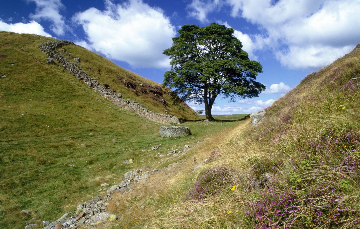 Planète (Europe) - Angleterre: Quatre ans de prison pour les deux hommes qui ont détruit l’arbre le plus célèbre du pays