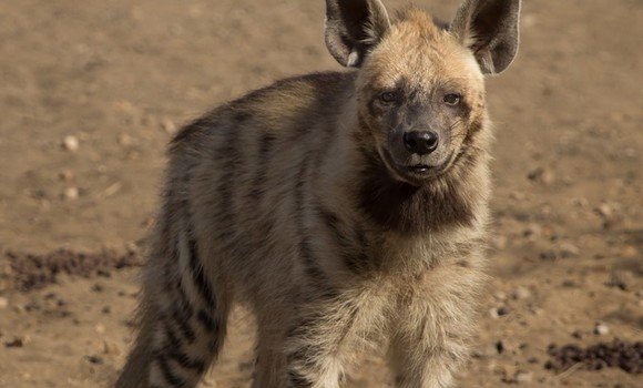 غليزان: العثور على حيوان 