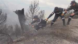 حرائق الغابات: الحماية المدنية تتدخل عبر 5 ولايات