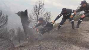 إخماد حرائق غابات وأدغال في 5 ولايات