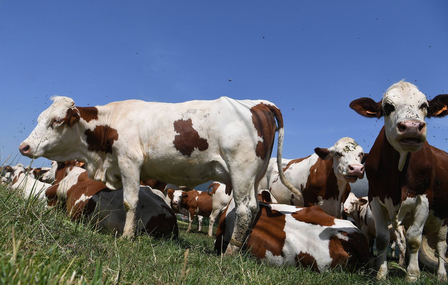 Planète (France/Europe) - Savoie: «C’est plusieurs générations de travail», la détresse des éleveurs obligés d’abattre leurs vaches