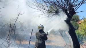 الحماية المدنية: إخماد 10 حرائق غابات عبر 9 ولايات