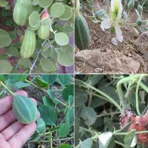 Les nombreux bienfaits de la plante de câprier (Capparis spinosa)