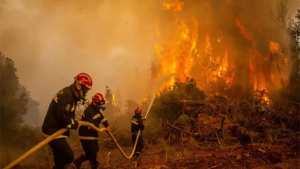 إجراءات جديدة للوقاية من حرائق الغابات