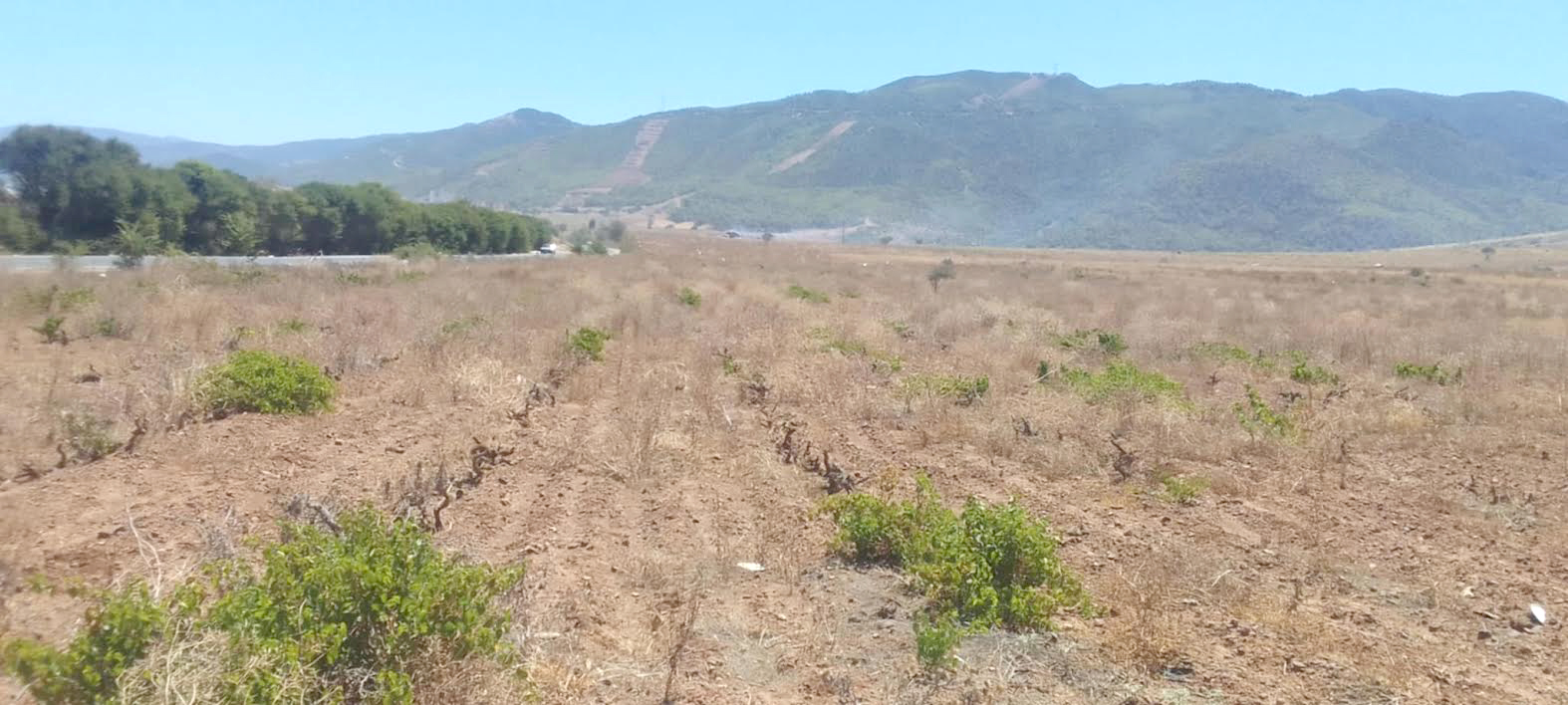 Algérie - Littoral de Chlef: Le grand déclin de la viticulture