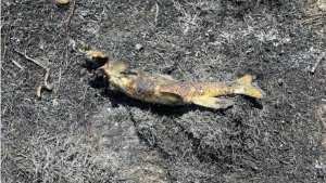 سمكة تتسبب في حريق وانقطاع الكهرباء عن 1500 شخص بكندا.. ما القصة؟