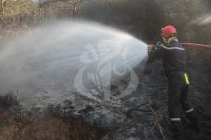 La Protection civile poursuit ses efforts pour éteindre les feux de forêt dans certaines wilayas du pays