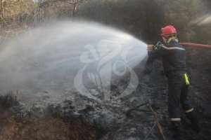 الحماية المدنية تواصل جهودها لإخماد حرائق الغابات ببعض ولايات الوطن