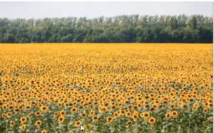 Cherfa lance la campagne nationale de la moisson du tournesol