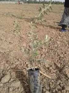 البيض:  برنامج لغراسة 480 ألف شتلة زيتون