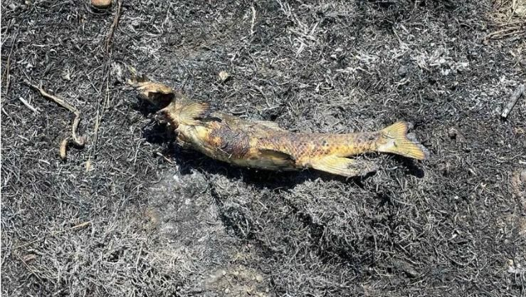 سمكة تتسبب في حريق وانقطاع الكهرباء عن 1500 شخص بكندا.. ما القصة؟