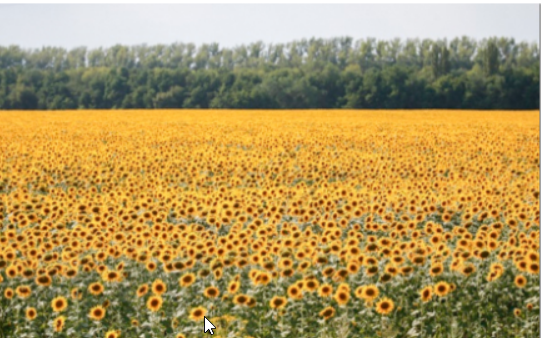 Cherfa lance la campagne nationale de la moisson du tournesol