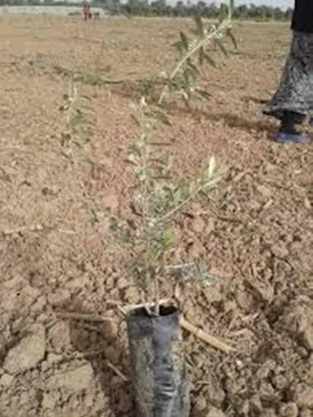 البيض:  برنامج لغراسة 480 ألف شتلة زيتون