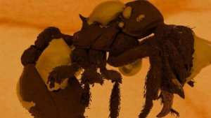 اكتشاف حفرية لأصغر نملة مفترسة في كهرمان عمره 16 مليون سنة