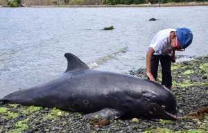 Des dauphins observés en plein repos sur une plage de Bosquet