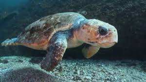 Planète (Grèce/Europe) - Biodiversité: comment l'île de Zakynthos tente de concilier préservation des tortues et tourisme