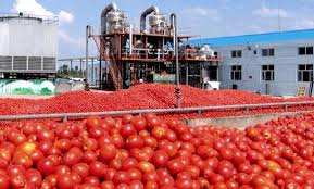 Algérie (Chlef) -  Tomate industrielle: les capacités de transformation renforcées