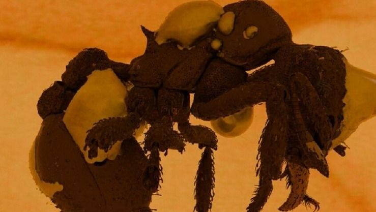 اكتشاف حفرية لأصغر نملة مفترسة في كهرمان عمره 16 مليون سنة