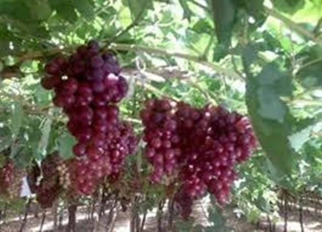 بات من أنجح الاستثمارات بتيارت ..جني مبكر وغزير لمنتوج العنب هذا الموسم