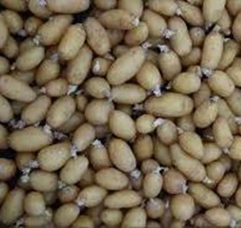 مكمن بن عمار  ..إنتاج 31800 قنطارا من بذور البطاطا