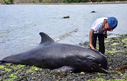 Des dauphins observés en plein repos sur une plage de Bosquet