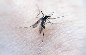 Planète (Europe) -  Le nombre de cas de maladies transmises par les moustiques atteint un record