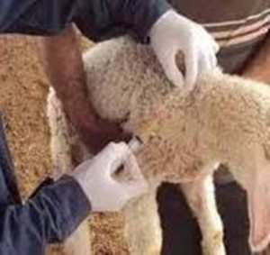 المصالح البيطرية  بالشلف ..حملة تلقيح ضد طاعون المجترات الصغيرة