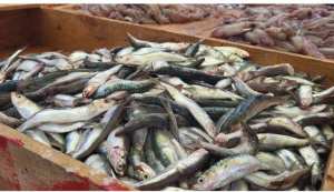 وهران: انخفاض أسعار السردين  لتترواح مابين 300 و400 دج في أسواق المدينة