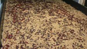 أمريكا تسجل أول إصابة بشرية بالدودة  آكلة اللحم