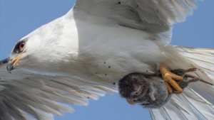 صورة  لفأر  في قبضة طائر جارح تثير ضجة واسعة.. نظرة  عاجزة  إلى عدسة الكاميرا