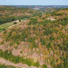 Planète (France/Europe) - En plein stress hydrique, les arbres arrêtent de respirer et transpirer