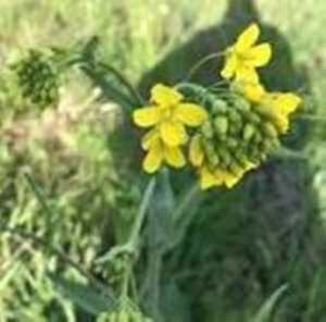 بفضل الدعم الذي يحظى به المستثمرون ..توقع إنتاج وفير في النباتات الزيتية بسعيدة