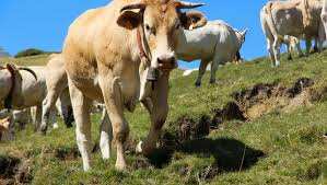 Planète (France/Europe) -  Je ne la retirerai pas : un éleveur refuse d’enlever la cloche de sa vache  Superwoman  jugée trop bruyante par un voisin