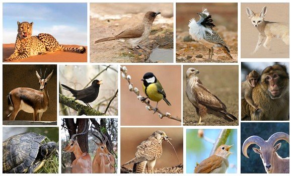 حيوانات برية: حجز قرابة 1200 صنف محمي خلال السداسي الأول