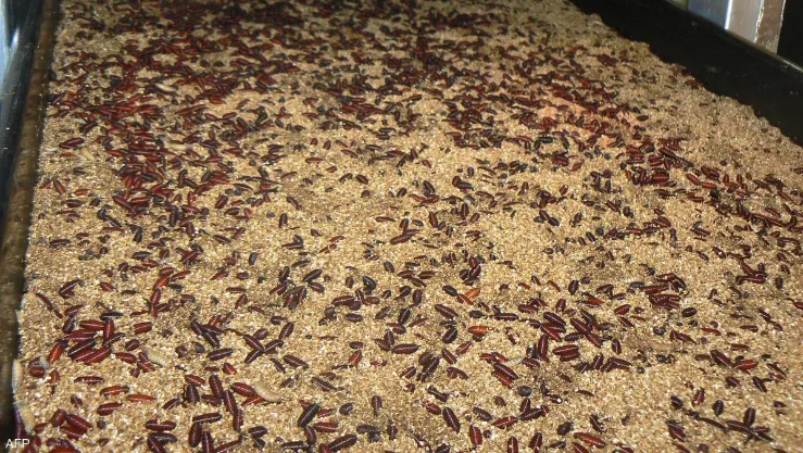 أمريكا تسجل أول إصابة بشرية بالدودة 