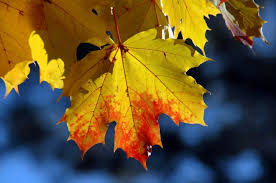 Planète (France/Europe) - Feuilles mortes, arbres jaunis... La chaleur provoque un automne précoce