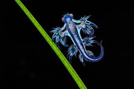 Planète (Espagne/Europe) - Le dragon bleu, «plus beau tueur de l’océan» qui inquiète sur les plages espagnoles