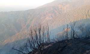 La majorité des feux de forêt déclarés récemment dans plusieurs wilayas du pays maîtrisés