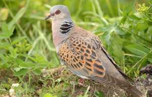 Planète (Europe) - La chasse à la tourterelle des bois de nouveau autorisée en France, une décision «inacceptable» dénonce la LPO