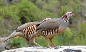 غليزان: إطلاق 300 طائر بري من نوع  الحجل المحلي  في الوسط الغابي