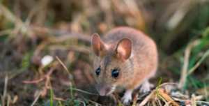 Campagne de lutte contre  la prolifération des rats des champs