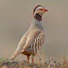 Algérie (Relizane) -  Lâcher de 300 perdrix locales dans les forêts de la wilaya