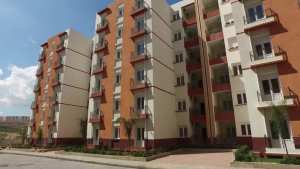 وهران: برنامج طموح لتوسيع مساحات غرس الزيتون