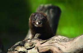 Planète (France/Europe) - Charente: De jeunes visons d’Europe, nés en captivité, réintroduits dans la nature