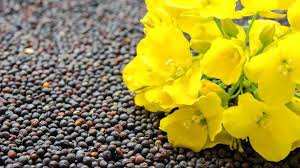 Algérie (Blida) -  Plus de 2.700 qx de colza produits